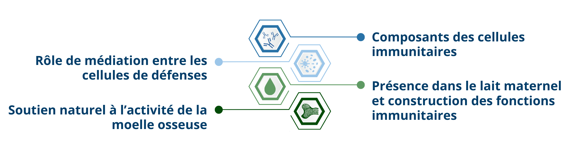 Rôle physiologique et mécanismes d’action des alkylglycérols endogènes